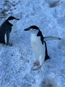 pingwiny na Antarktydzie