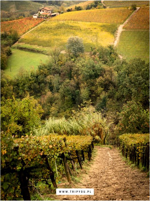 Wycieczka do Piemontu - Turyn, Pollenzo, Monferrato, Barolo. Włoskie winnice, degustacje i enoturystyka.