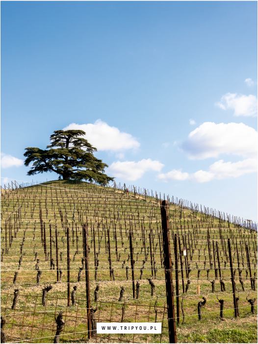 Wycieczka do Piemontu - Turyn, Pollenzo, Monferrato, Barolo. Włoskie winnice, degustacje i enoturystyka.