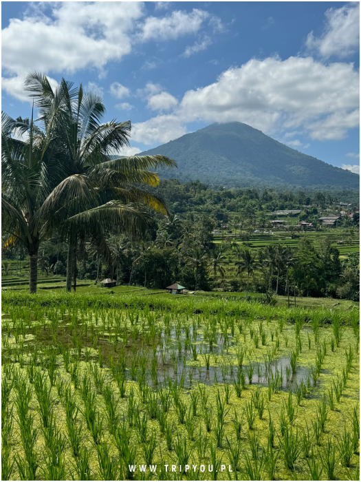 kafle-bali-05