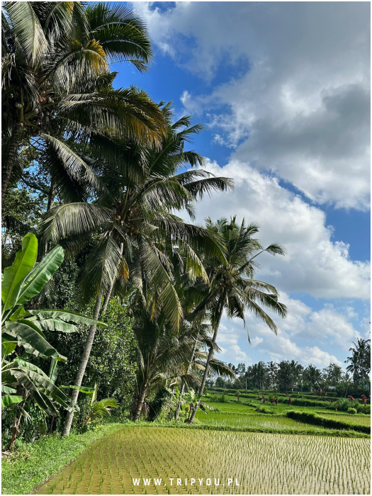 kafle-bali-11