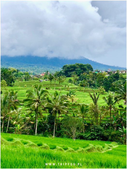 kafle-bali-14