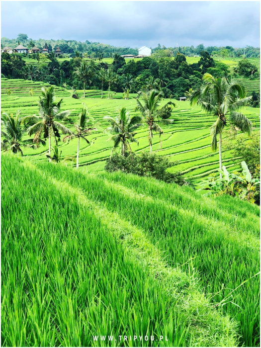 kafle-bali-15